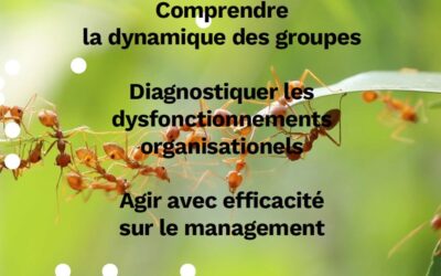 Le management organisationnel