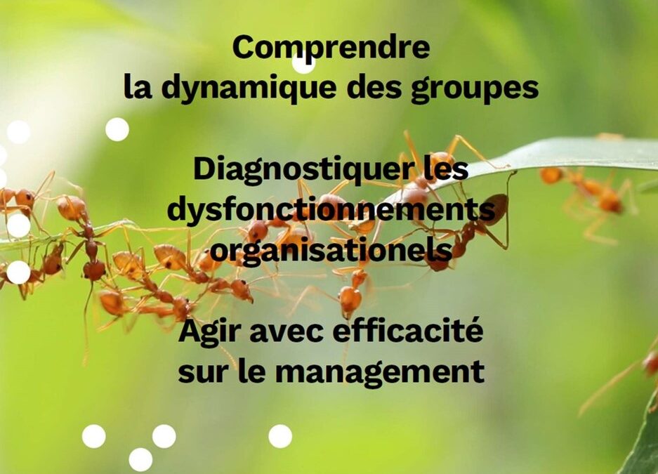 Le management organisationnel